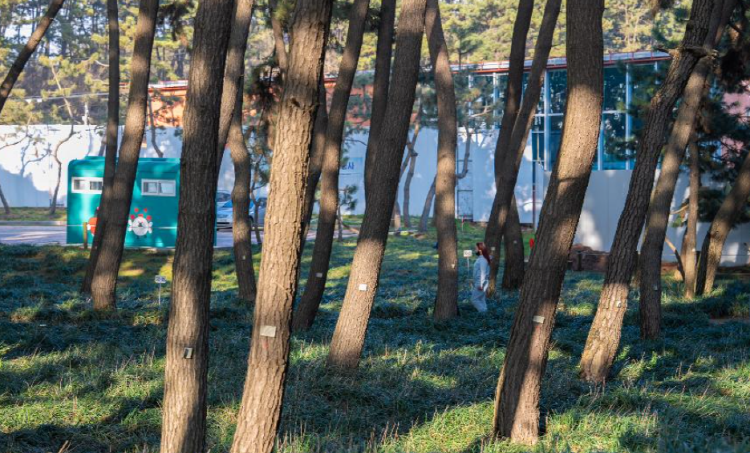 장항송림산림욕장 장항스카이워크