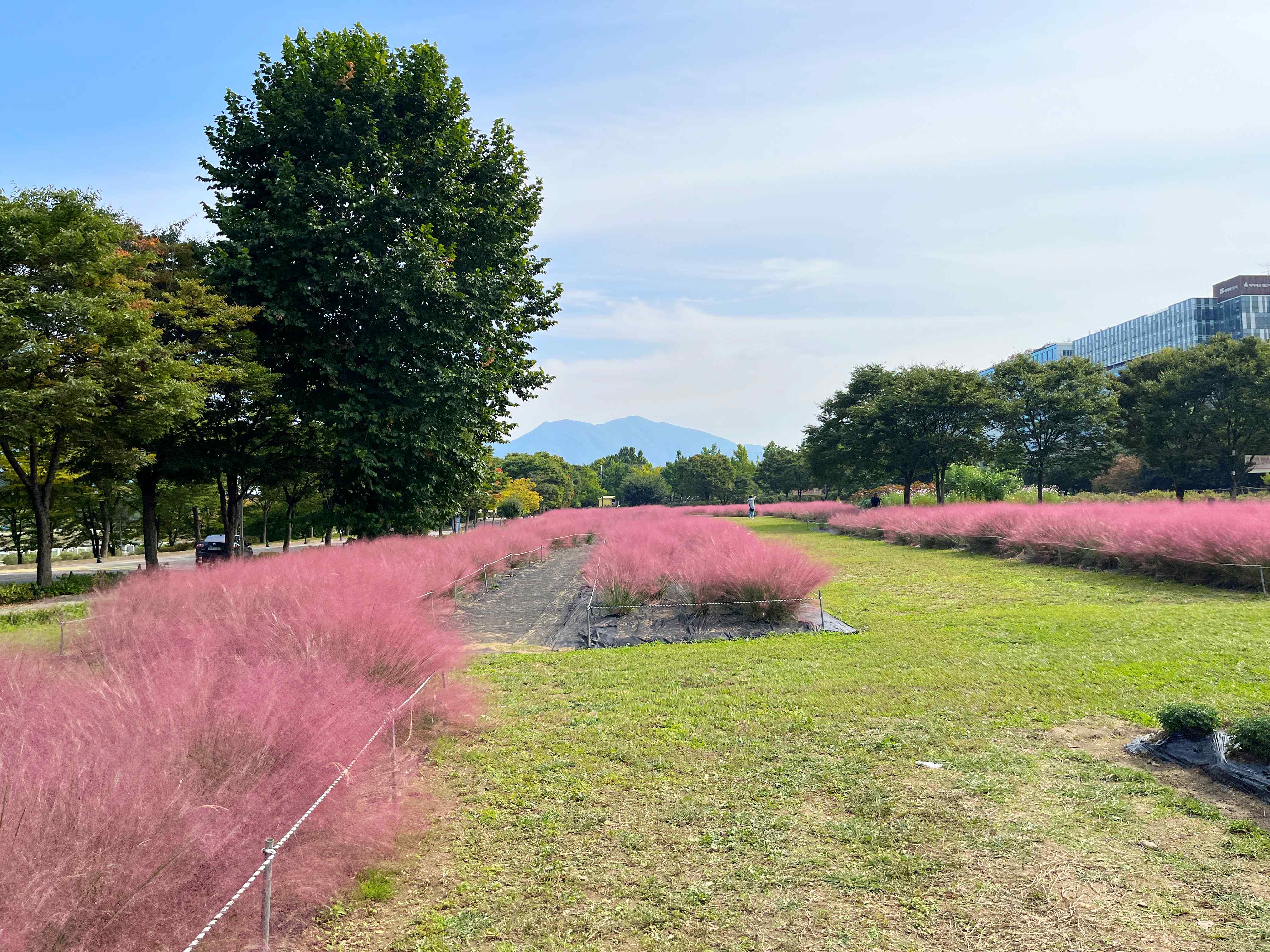 하남 미사경정공원 핑크뮬리