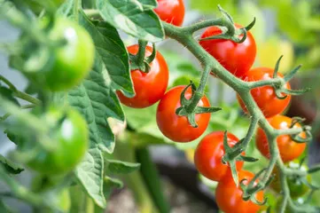 고혈압 예방 밥상 비결! 혈압 낮추는 음식 조합의 모든 것