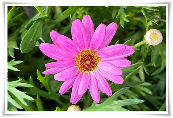 &quot;마가렛&quot; 상큼함으로 일상을 물들이는 꽃, 키우기부터 활용까지 완벽 가이드!