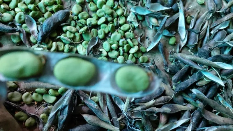 잠두콩 재배 저온 발아 지주 설치 꼬투리 관리_3