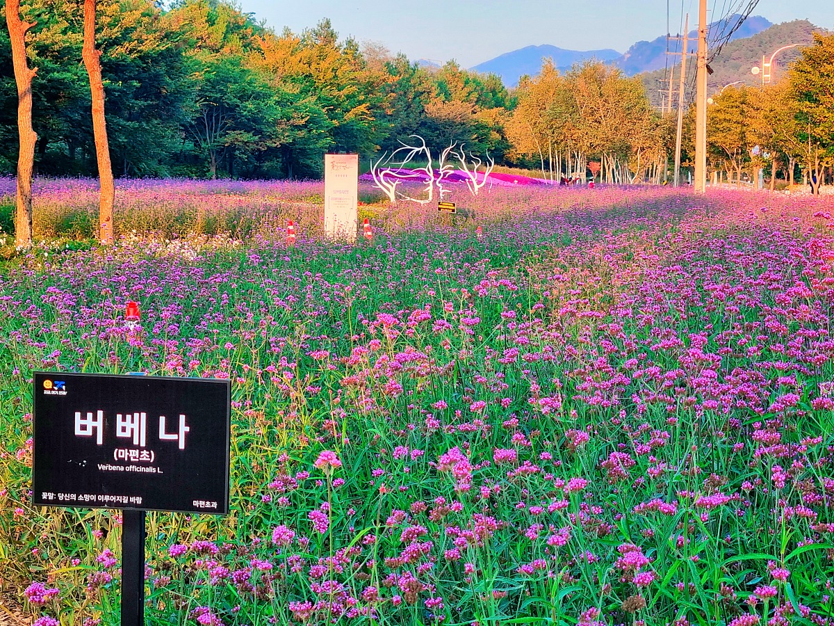 2024 강원도 인제 가을꽃 축제: 꽃길만 걷자 노을빛 국화 풍경, 단풍 후기 (10.17.)