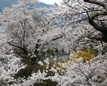 하동 십리벚꽃길 개화상황_17