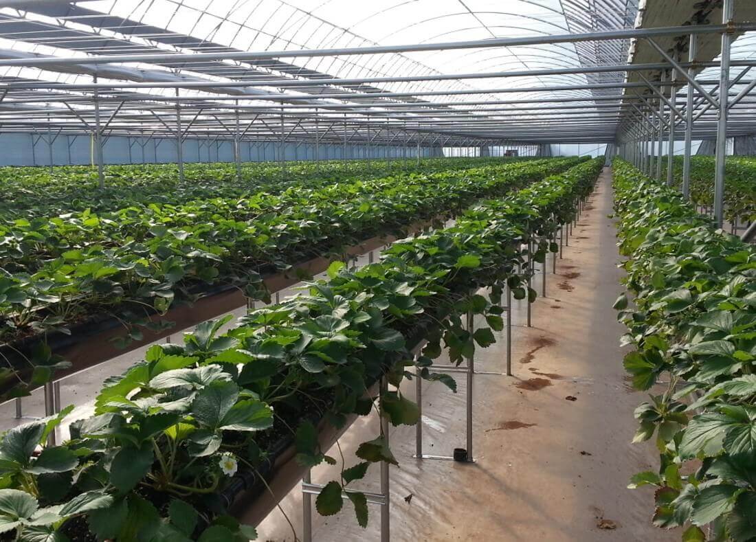 오늘N 2507회 수상한 가족 대구 군위군 딸기 블루베리 주문방법 황후농장 체험문의 왕비로 왔다가 무수리가 된 아내 귀농부부 이야기