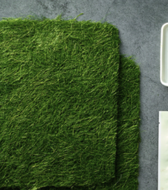 감태 대표 이미지