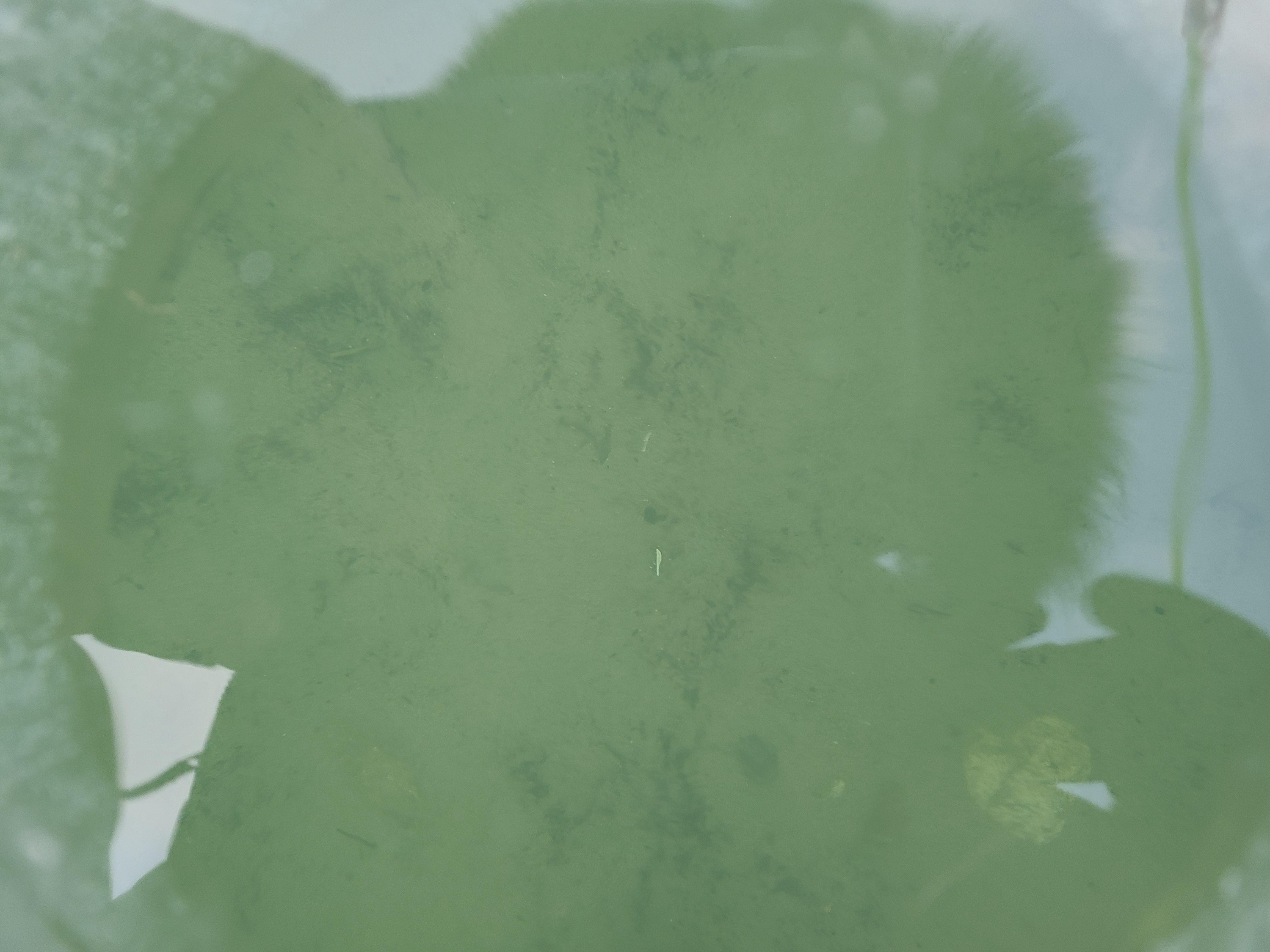 평창 송어 축제 얼음 구멍속으로 보이는 강물 바닥