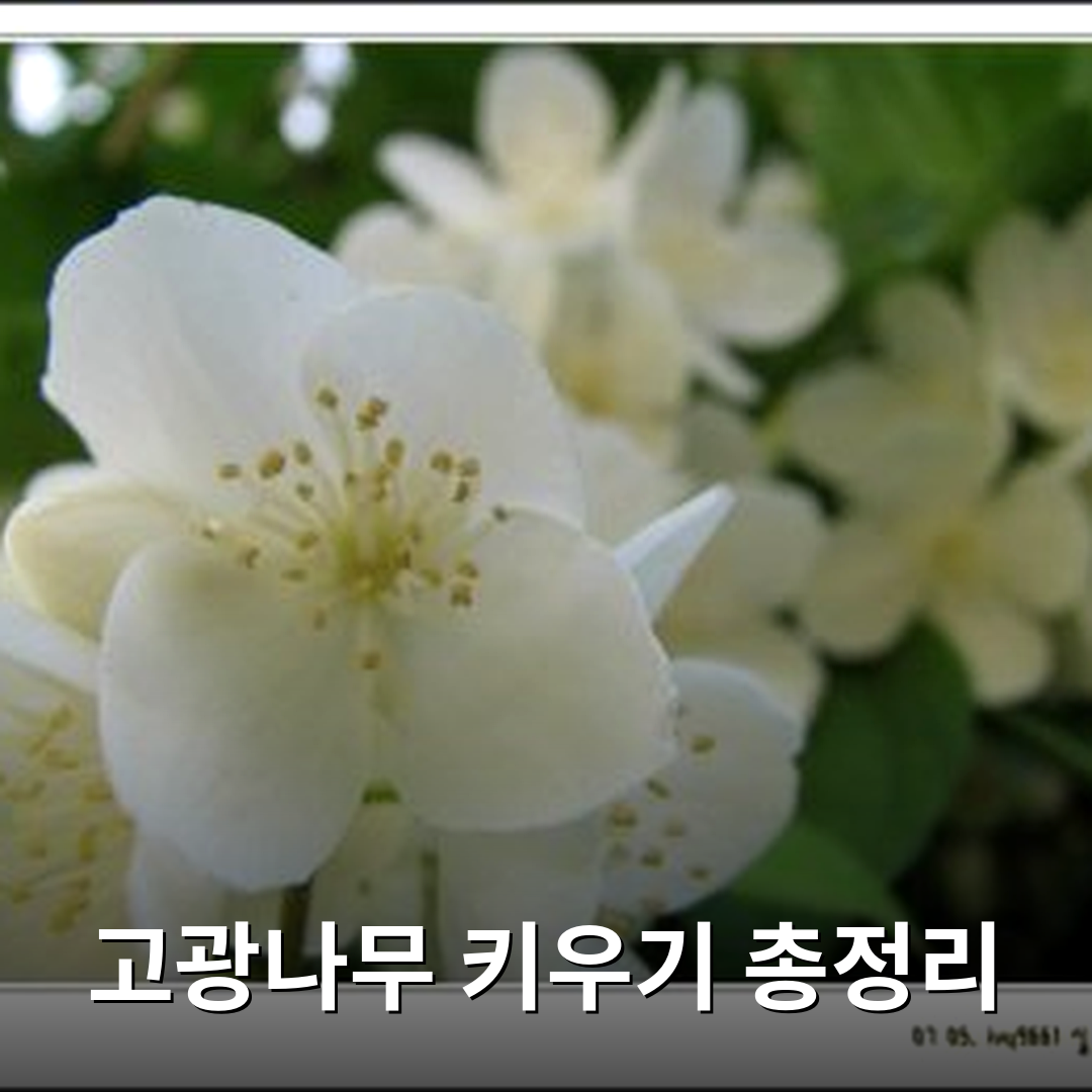 고광나무 키우기 총정리 썸네일 이미지