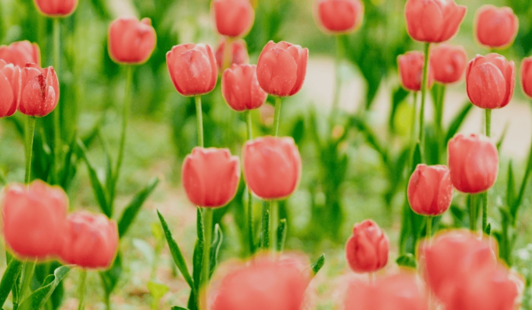 이월드튤립축제