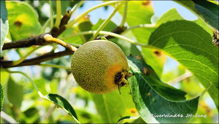 돌배나무(Pyrus ussuriensis)와 돌배 효능