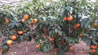 황금향 재배 개화기 관리 수분 수정 과실 비대_7