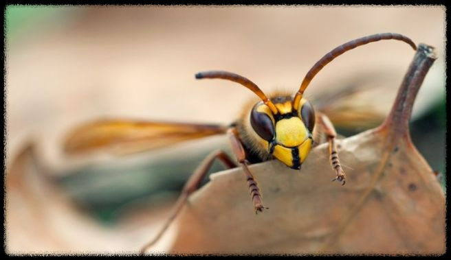 가을 산행에서 벌과 뱀 조심하는 법 - 안전한 산행을 위한 필수 가이