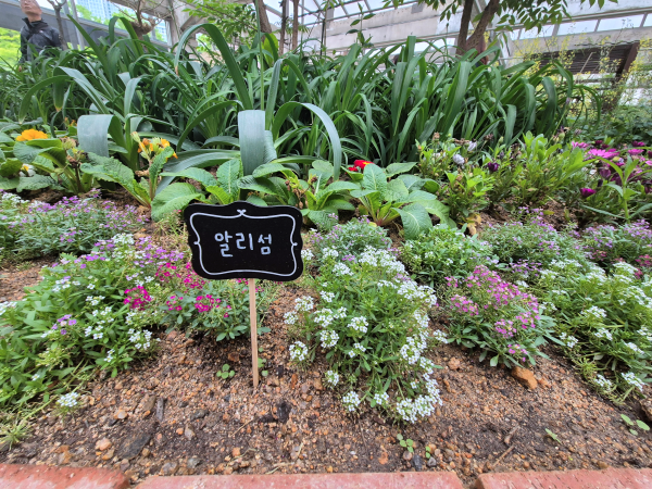 흰색과 분홍색의 작은 알리섬 꽃들이 모여 피어있고 '알리섬' 이름표가 보임