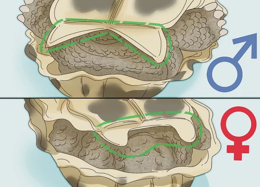 꼬리홈으로 암수구분