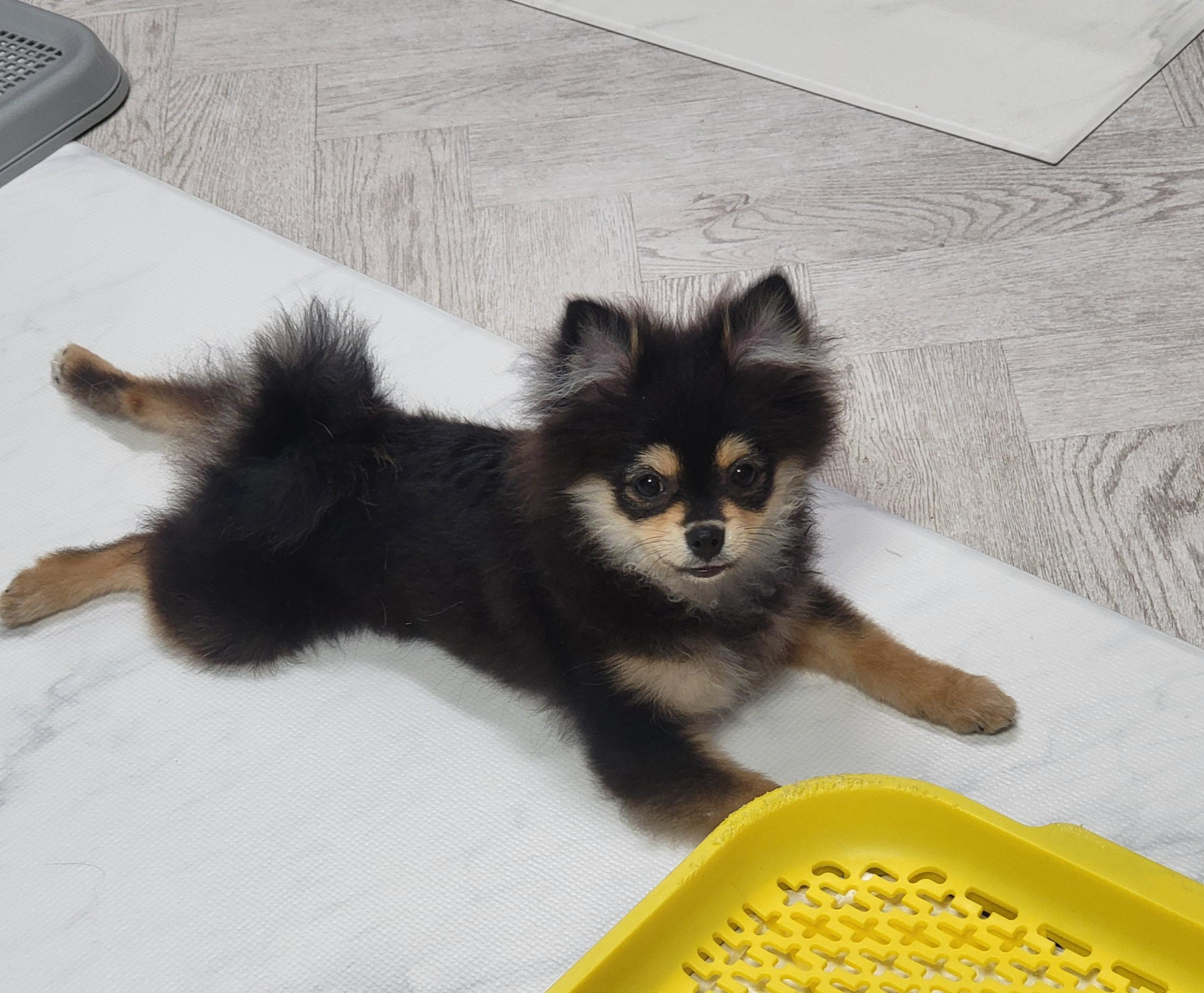 퍼피시절 달콩