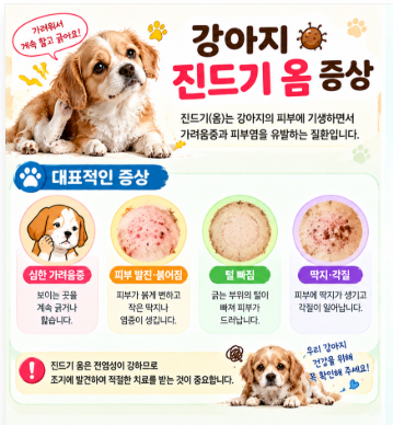 강아지 진드기 감염(옴), 모르고 방치하면 털빠짐,피나고 피부2차손상,사람과 다른강아지에게 옴김니다.