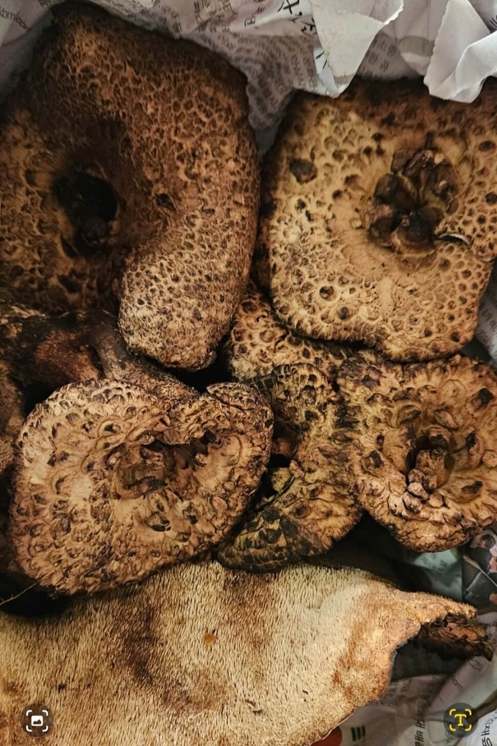 송가인 팬 어게인 음식선물 인증