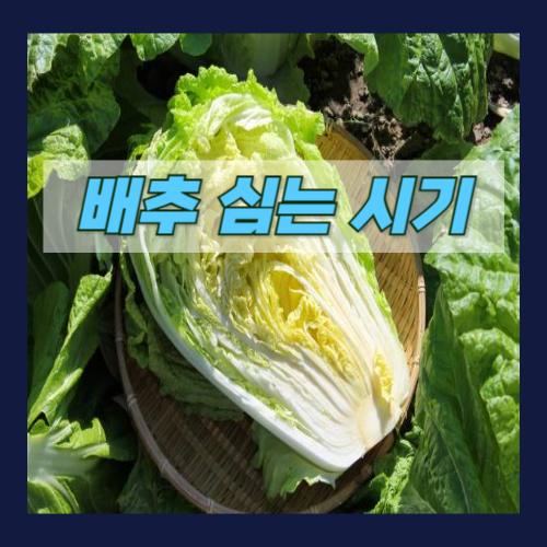 배추 심는 시기