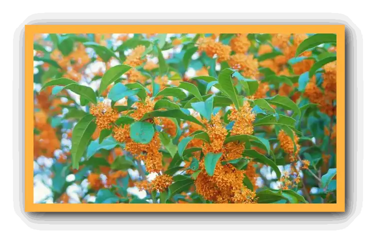 금목서 향기와 꽃말