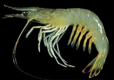 대하 새우이자 왕새우로 부르는 새우 사진.