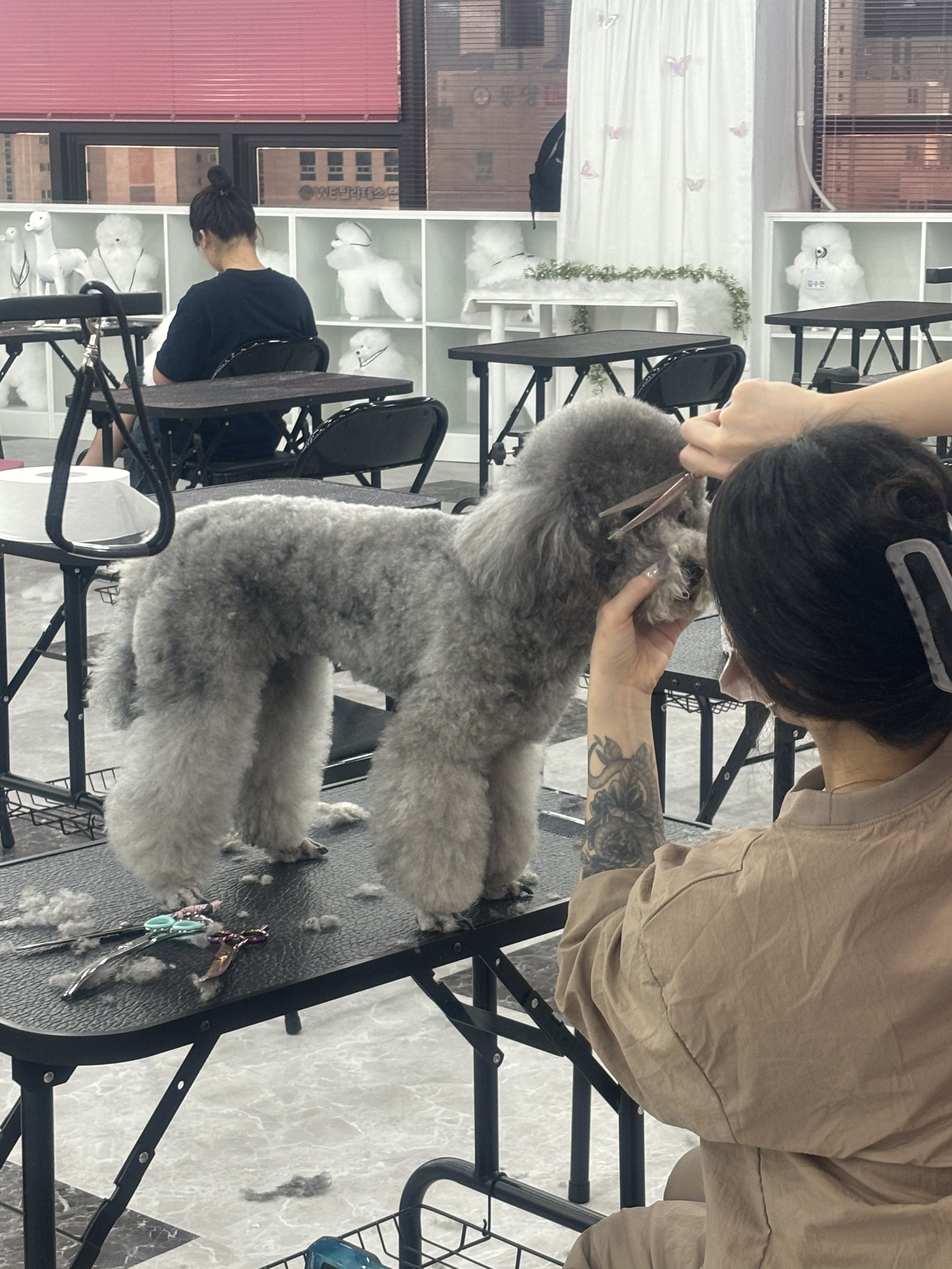 애견미용사취업