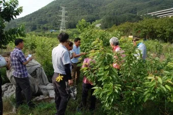체리 재배 수분수 선택 전정 시기 열매 갈라짐 예방_11