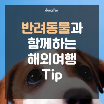 반려동물과 해외여행 기내 직항 펫 전용 준비와 절차_21