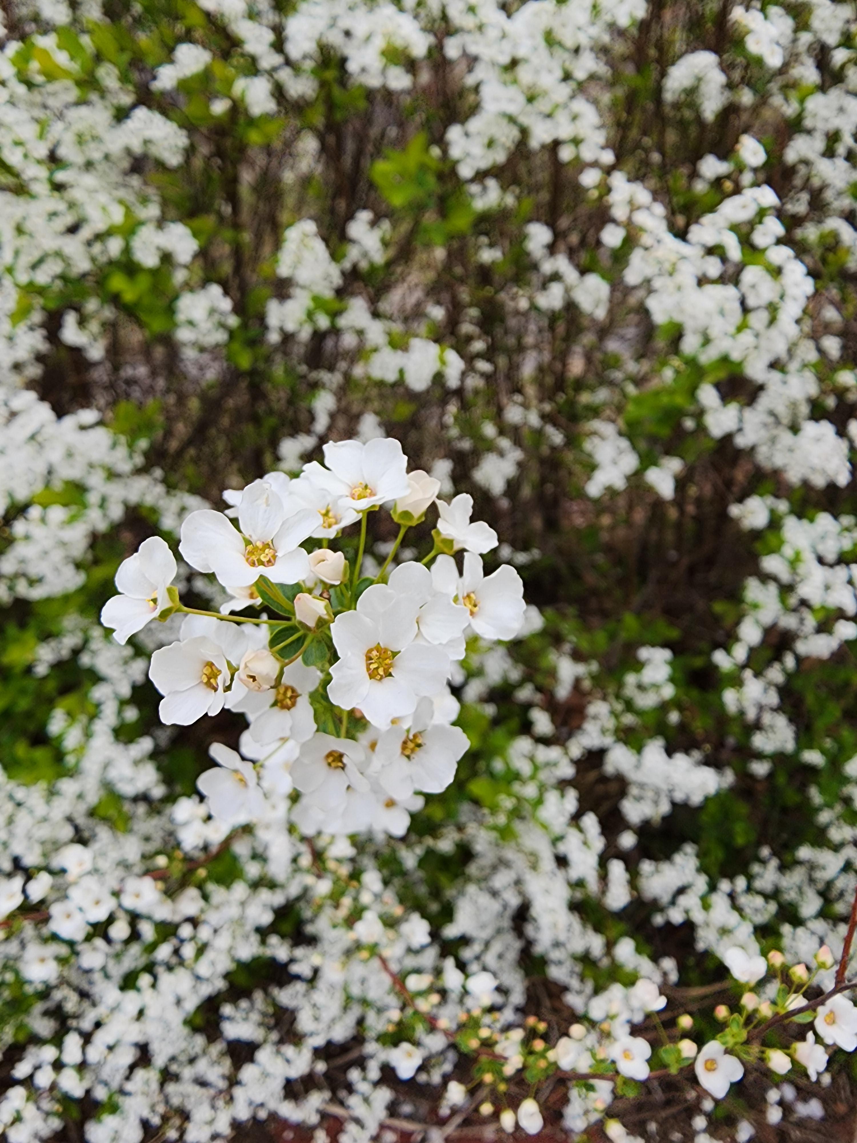 이팝나무와 조팝나무의 차이점