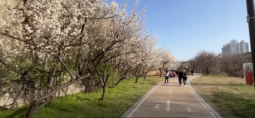 수도권 봄꽃 여행지, 봄꽃 축제