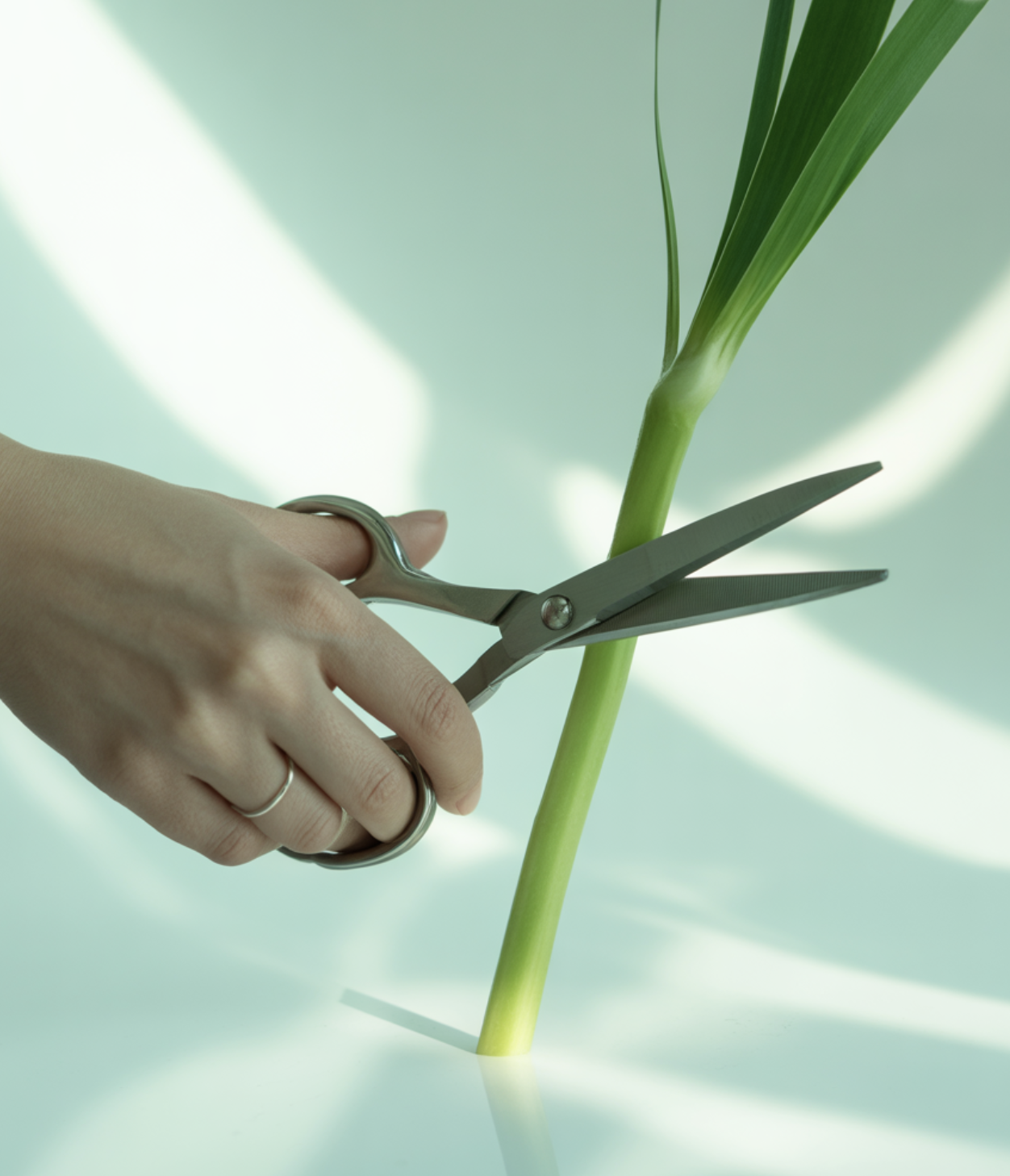 '건강한 줄기' 고르는 눈썰미