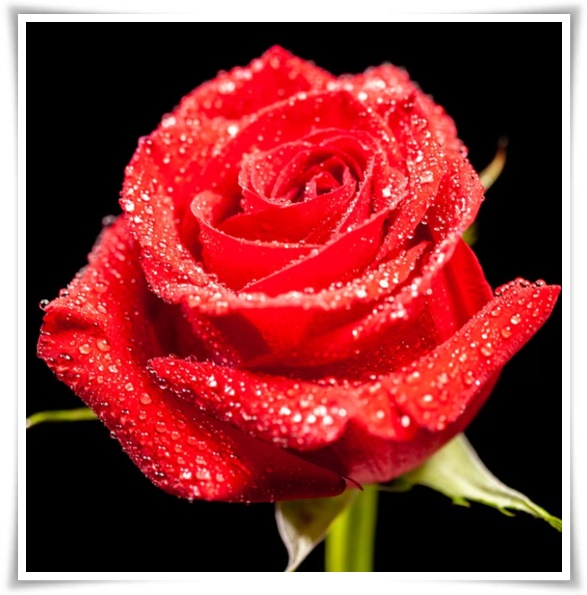 "장미" 천 년의 사랑을 품은 아름다움의 상징 매혹적인 꽃!고