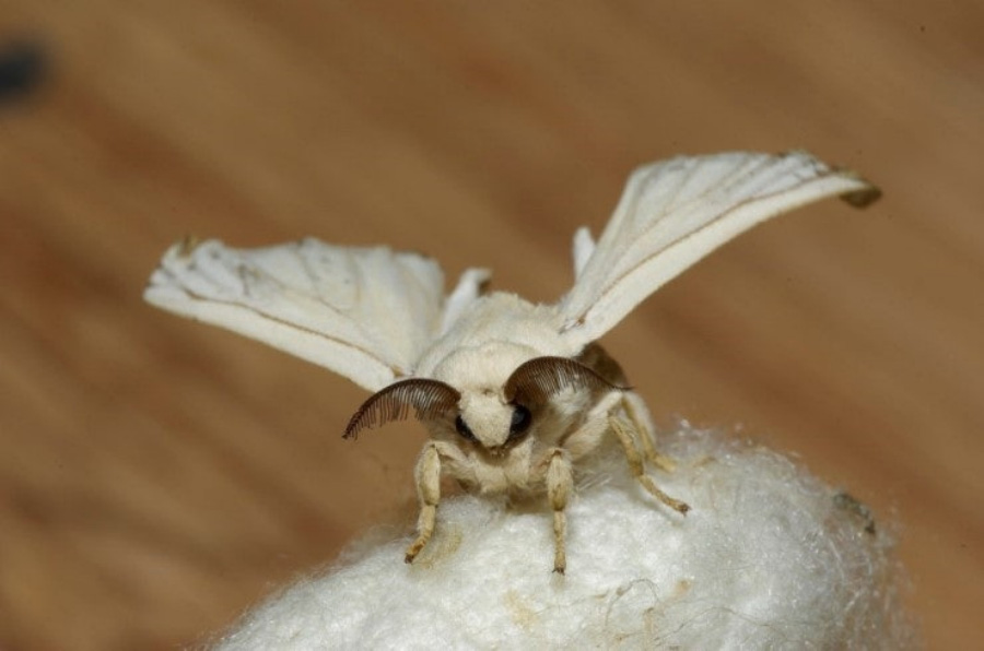 하얀색의 누에고치 덩이 위에 앉아 있는 하얀색의 누에나방을 확대를 하여 찍은 사진