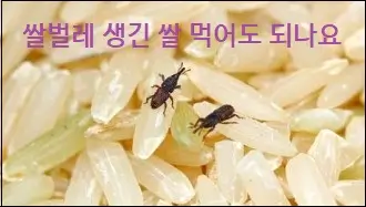 쌀벌레 생긴 쌀 먹어도 되나요