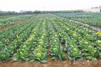 양배추 재배 배추흰나비 방제 칼슘 결핍 예방_3