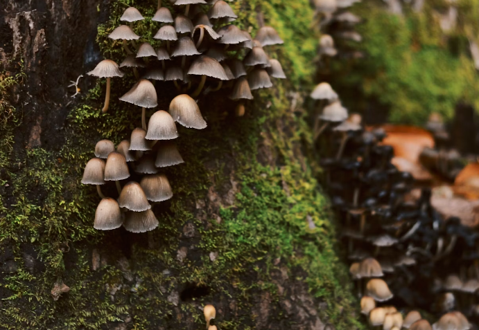 상황버섯 끓이는 법