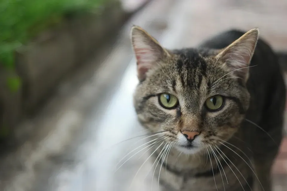 고양이 죽을 수 있는 3가지 증상과 응급 대처_6