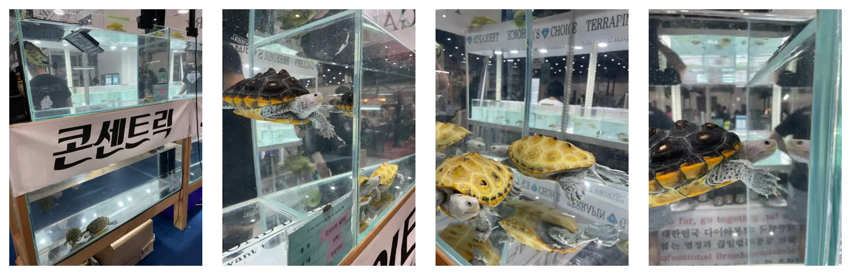 희귀 생물들의 주요 특징 및 분양가 비교