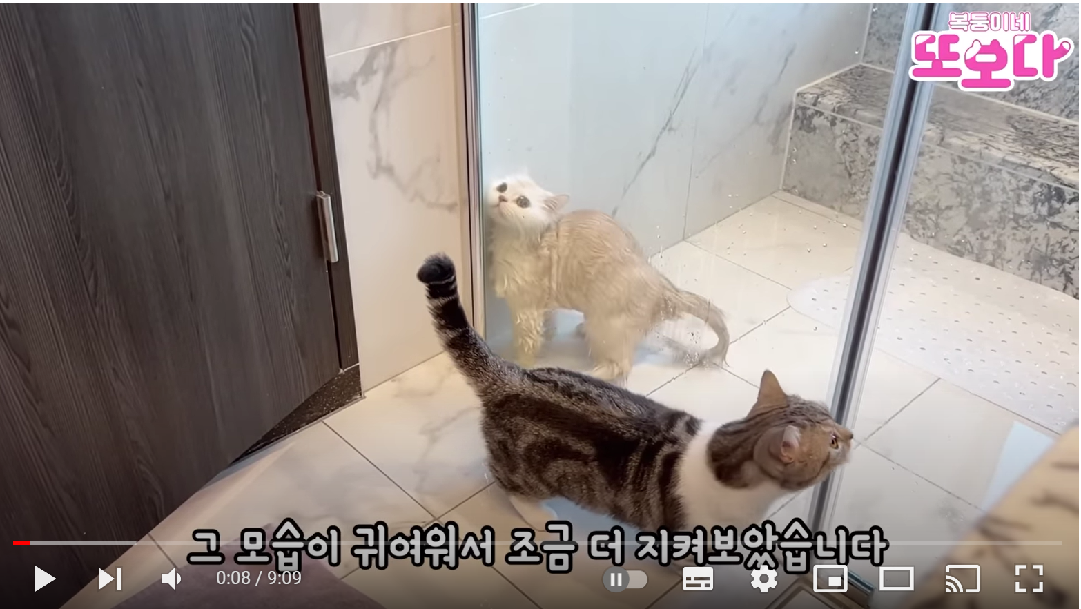 고양이 목욕 현장 고막주의!! (냥빨2탄)