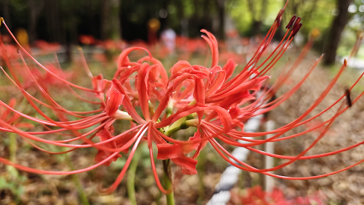 분당 중앙공원 꽃무릇10