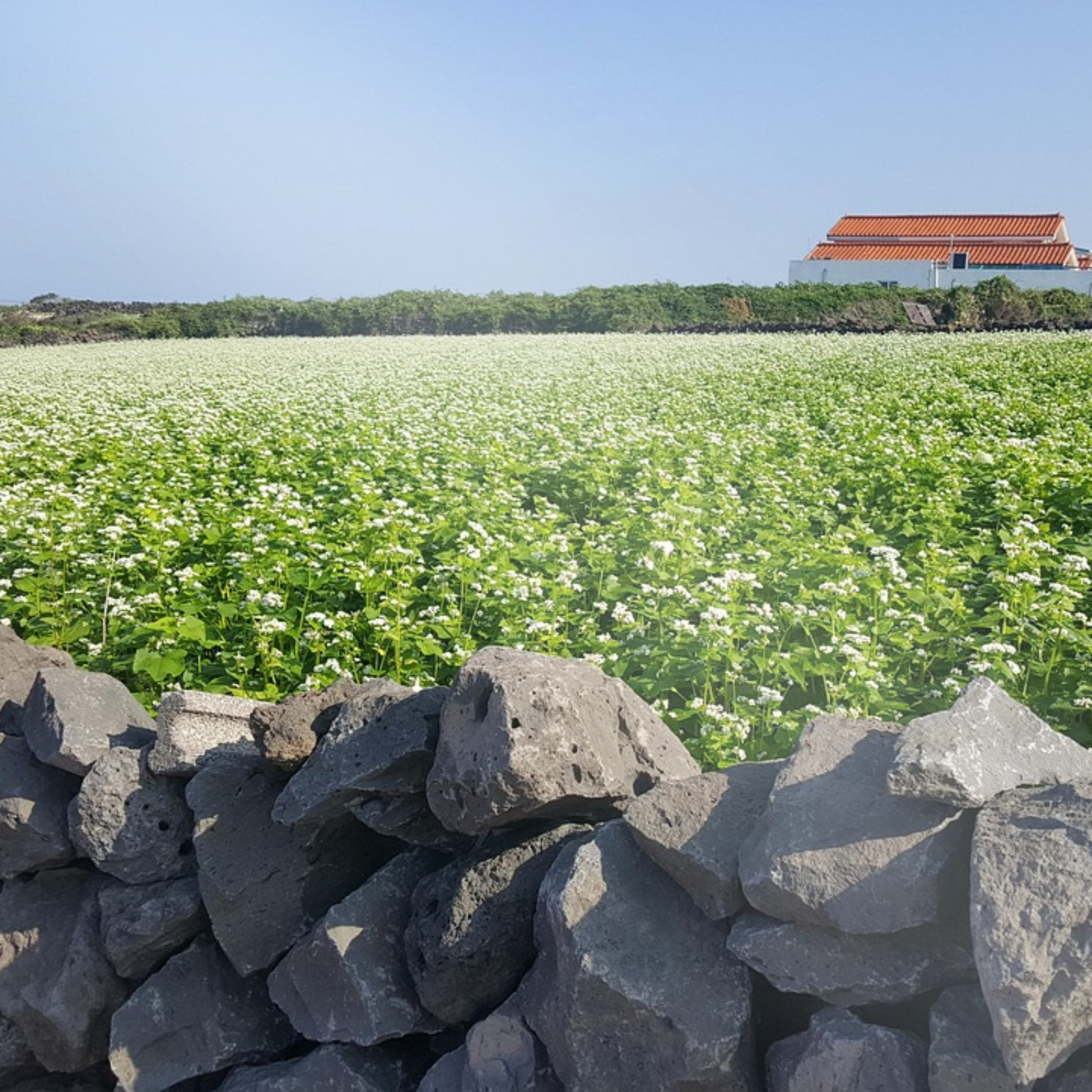 보름왓 토종 수국 꽃축제