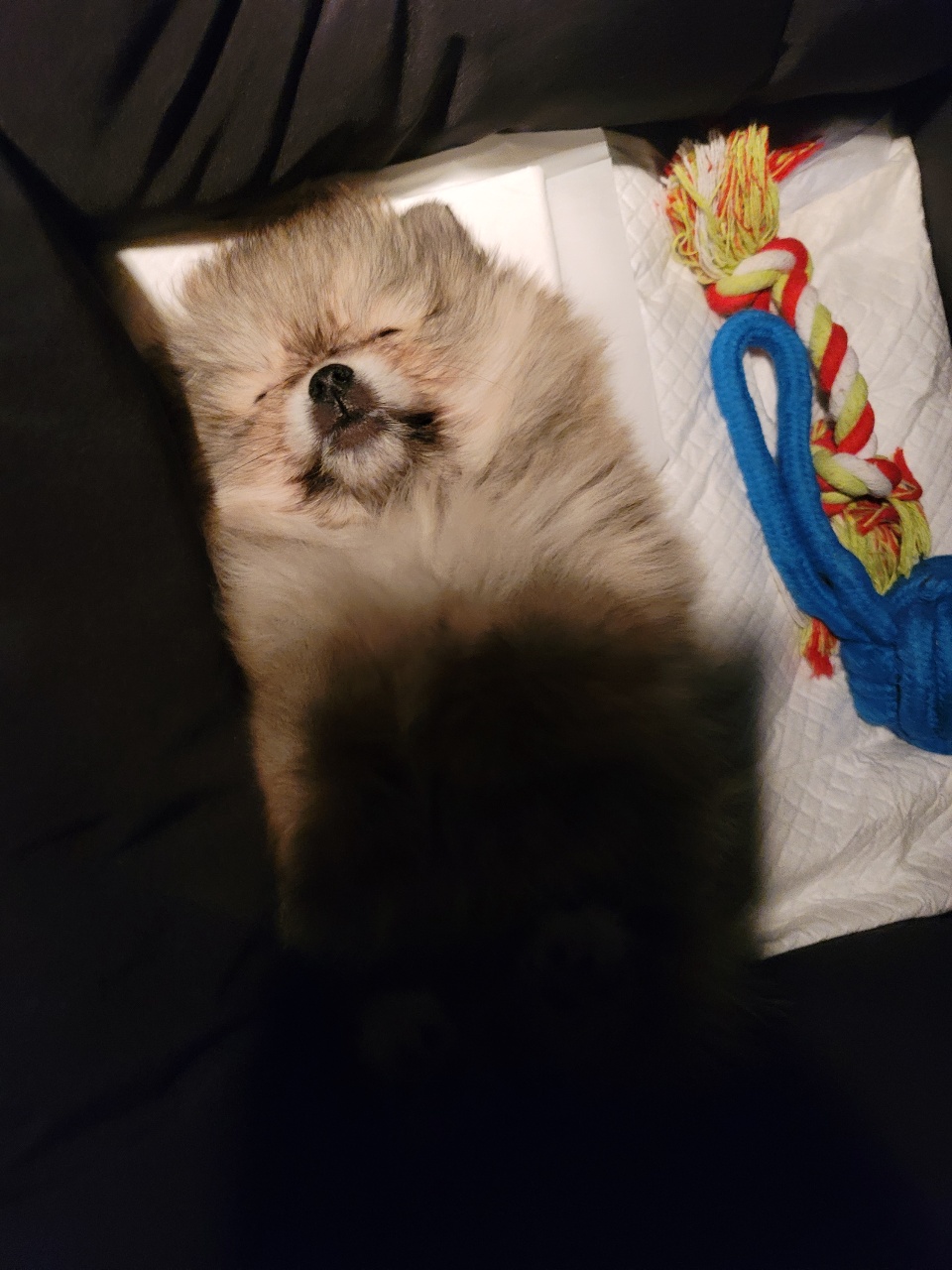 강아지 관련 사진