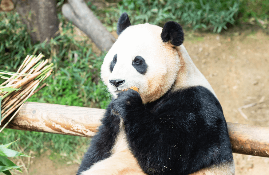 푸바오와 할부지 재방송