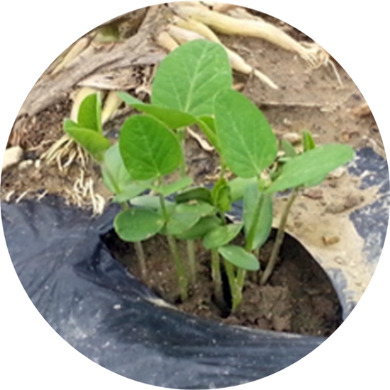 텃밭 &quot;6월, 서리태 심으세요!&quot; 내 손으로 직접 키워보는 검은 보석!