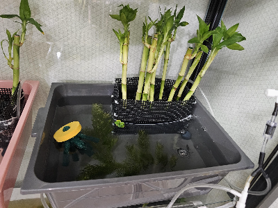 메다카 송사리 키우기 수조