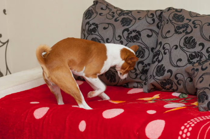 개가 이불이나 침대를 파는 행위