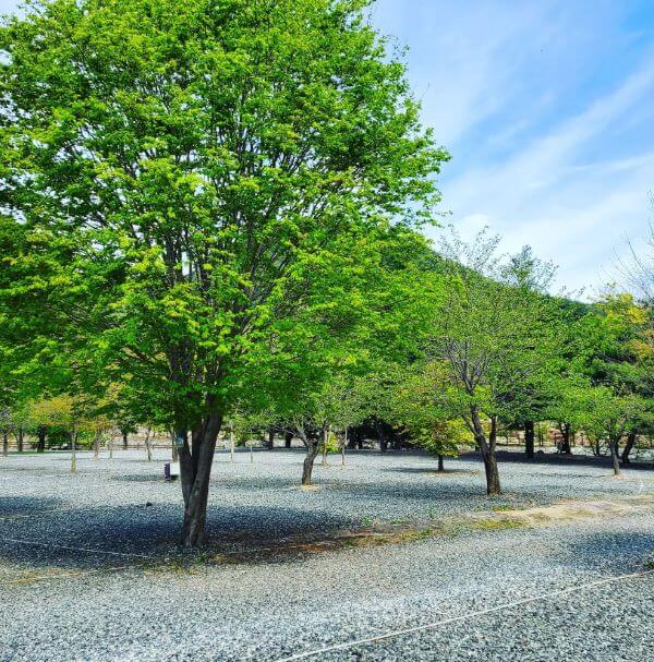 여름배경-캠핑장