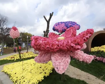 함평 국화축제_4