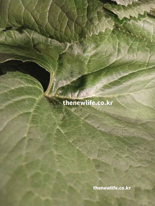 곰취 효능 항암 작용 클로로겐산