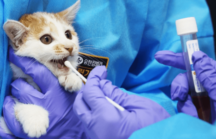 고양이가 조류인플루엔자 검사를 받고 있는 장면