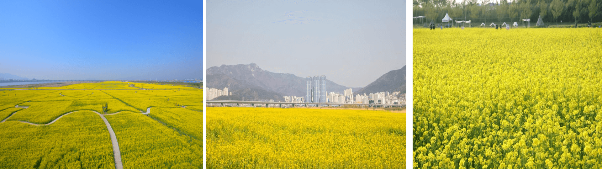 대저생태공원 벚꽃과 유채꽃