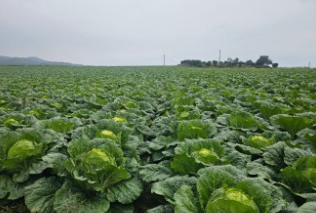 수확 시기와 방법